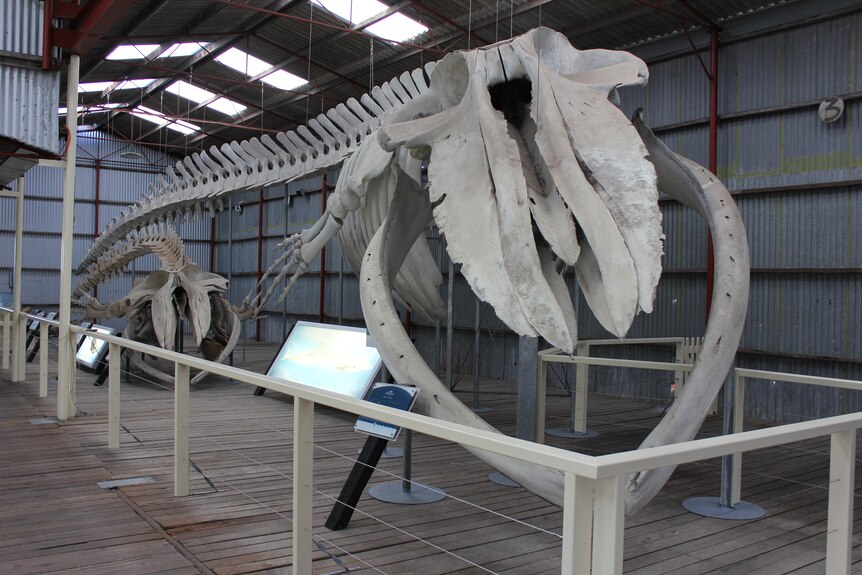 Two large whale skeletons in a corrugated iron shed