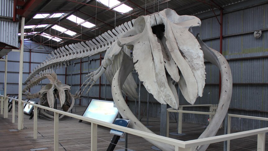 Two large whale skeletons in a corrugated iron shed