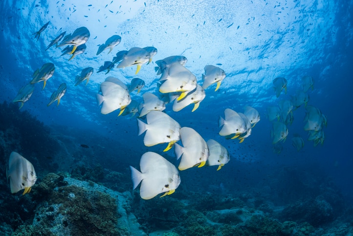 Looking upwards at a school of fish against the backdrop of the water surface