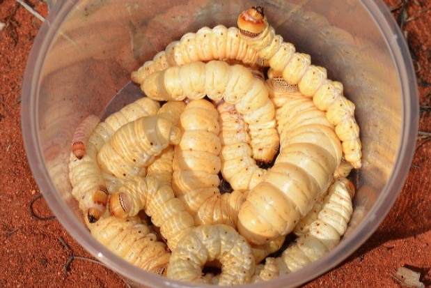 Large witchetty grub reclines on a piece of bark.