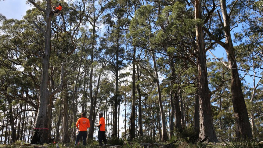 Creating hollows for swift parrots on Bruny Island