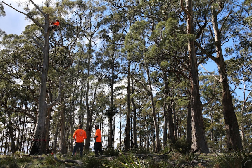 Creating hollows for swift parrots on Bruny Island