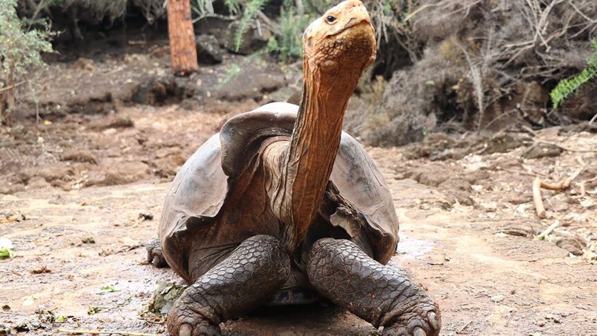 A giant tortoise sits on the ground, his neck extended into the air