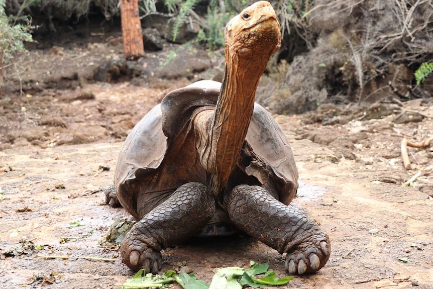 A giant tortoise sits on the ground, his neck extended into the air