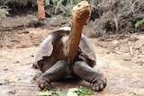 A giant tortoise sits on the ground, his neck extended into the air