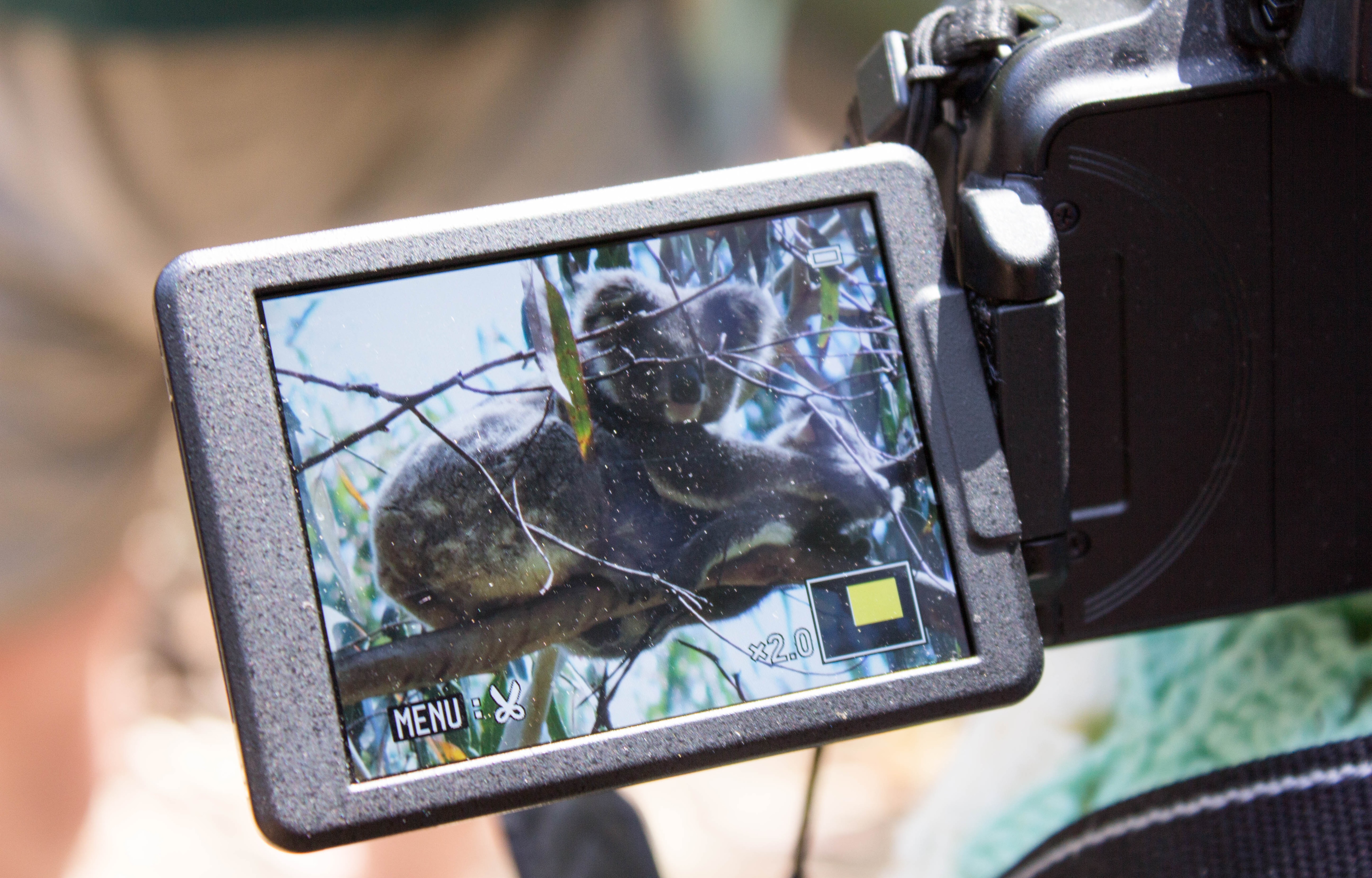 A video camera captures a koala and her joey balancing on a branch.