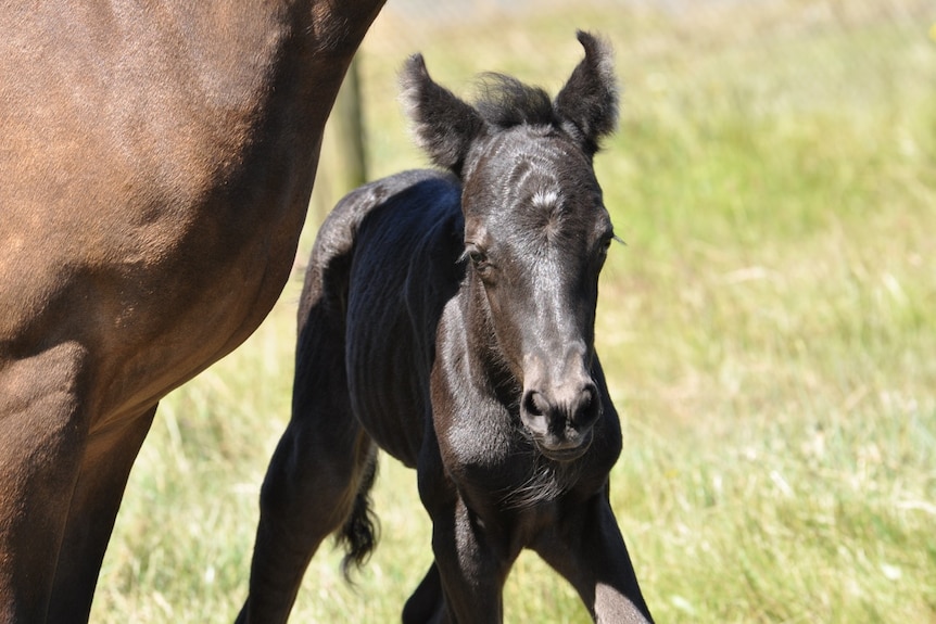 A foal finds its feet after it was born