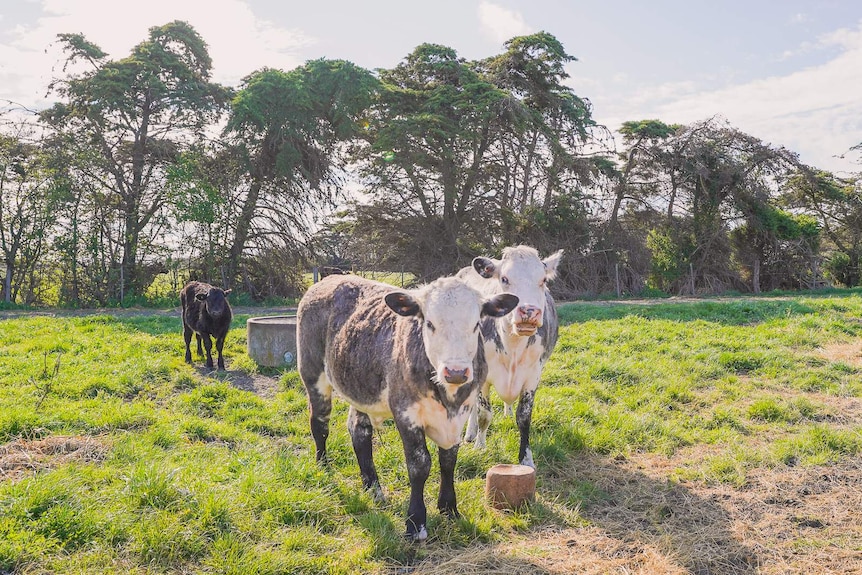 Two grey and white cows in a grassy paddock stare at the camera, a small black calf in the background.