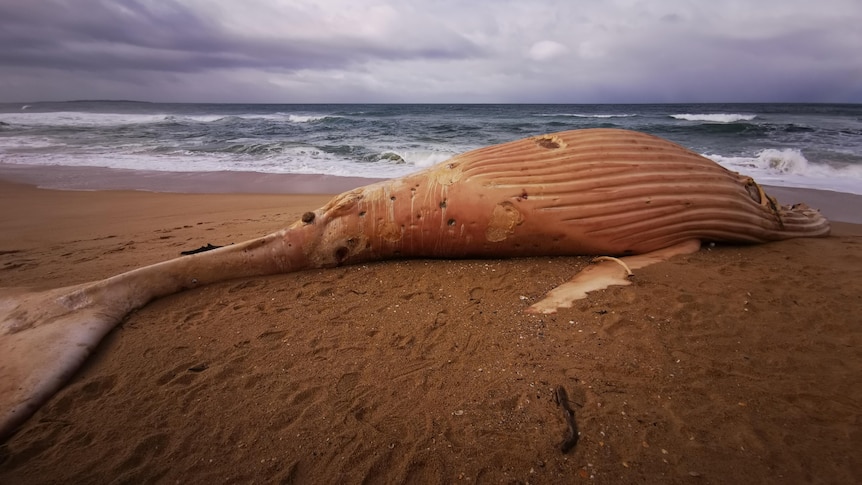 A beached whale.