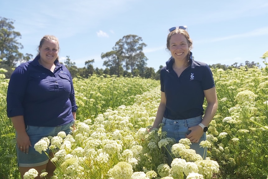 Two women stand in between rows of white carrot seed crops