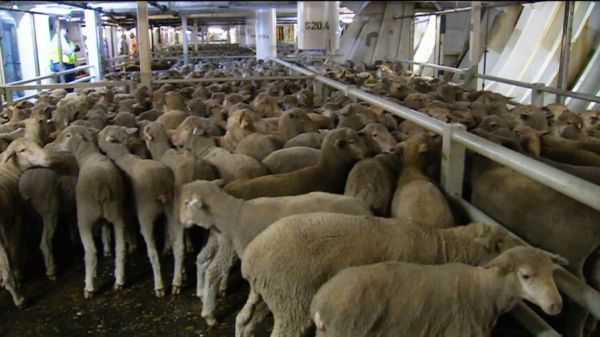 Sheep on board the live export ship Al Messiilah.