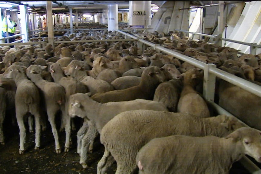 Sheep crowded together on board a ship