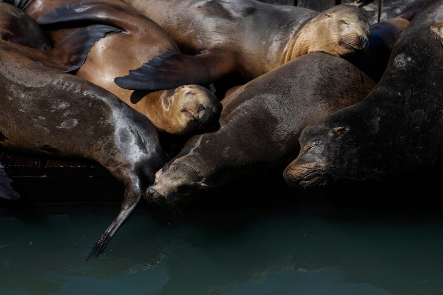 Sea lions sunbathe together on a raft along Pier 39. 