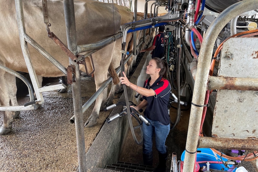 Photo of milking cow.
