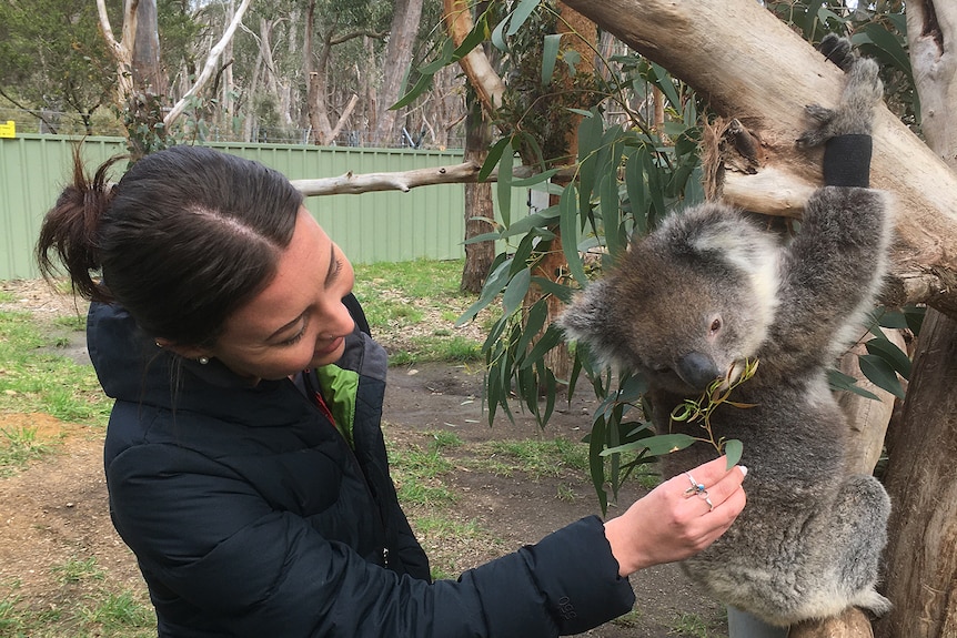 A woman feeds a koala with a black band around its wrist