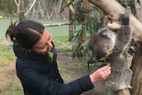 A woman feeds a koala with a black band around its wrist