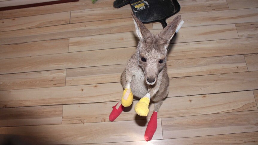 A kangaroo with bandages on his hands and feet stands on a hardwood floor.