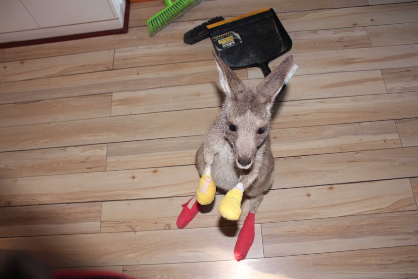 A kangaroo with bandages on his hands and feet stands on a hardwood floor.