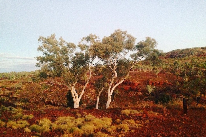 A ghostly white gum tree against a red gorge