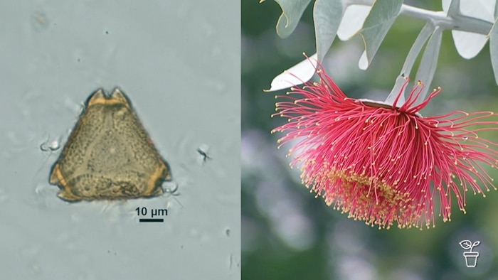 Microscopic image next to pink flower from a eucalyptus.