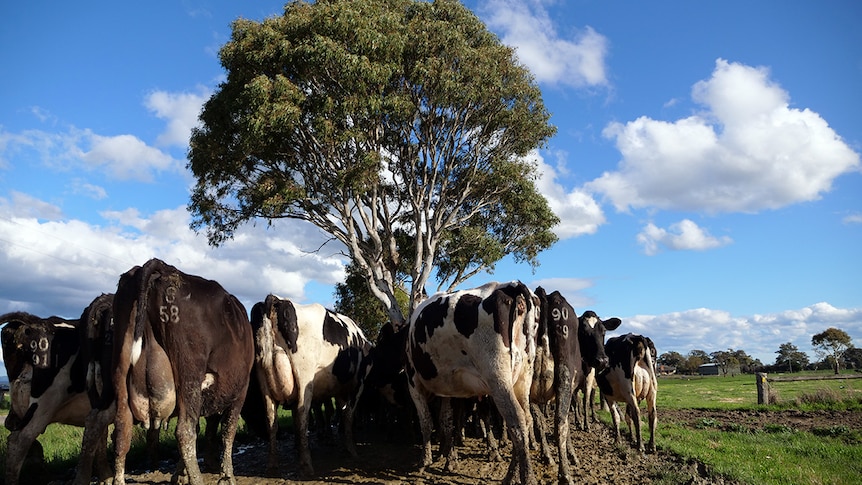 Black and white dairy cows stand under a tree on a muddy laneway.