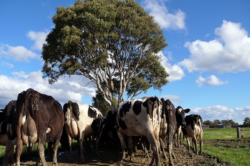 Black and white dairy cows stand under a tree on a muddy laneway.