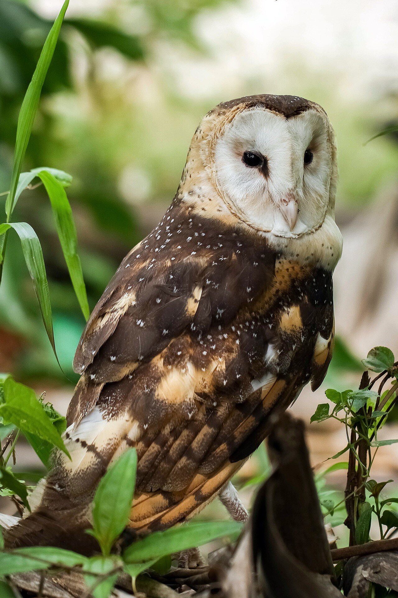 Tweet of the week - Australasian grass owl - ABC listen