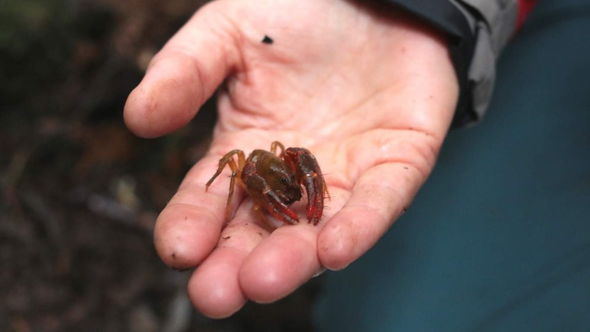 Tubercle crayfish in Di Crowther's hand