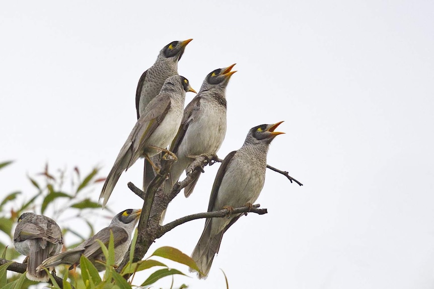 Four grey birds with orange beaks sit on a branch.