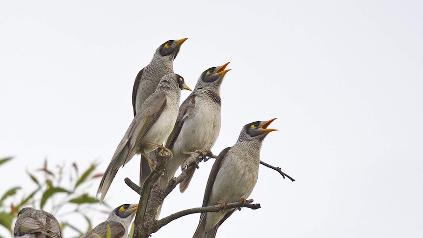 Four grey birds with orange beaks sit on a branch