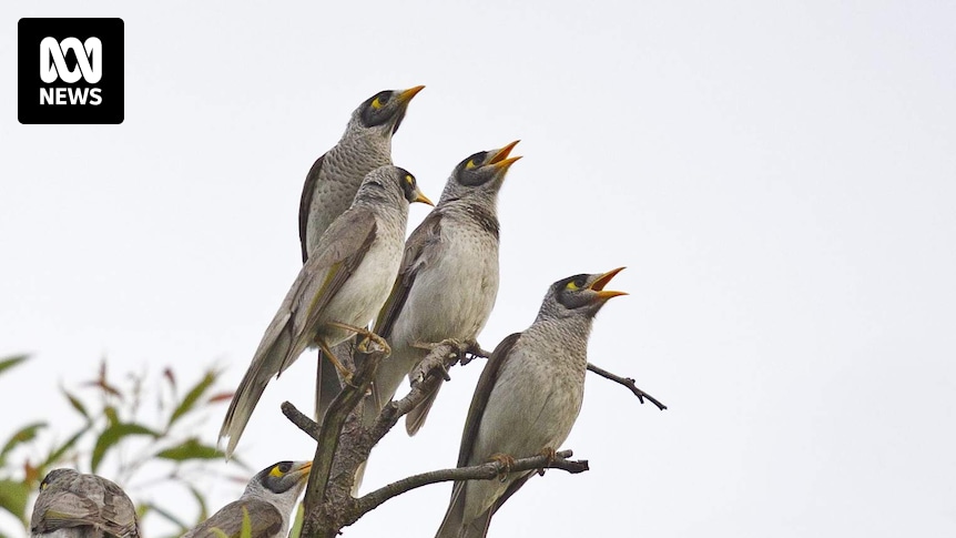 Noisy miners are one of Australia's 'most hated birds'. How do we manage their booming population?