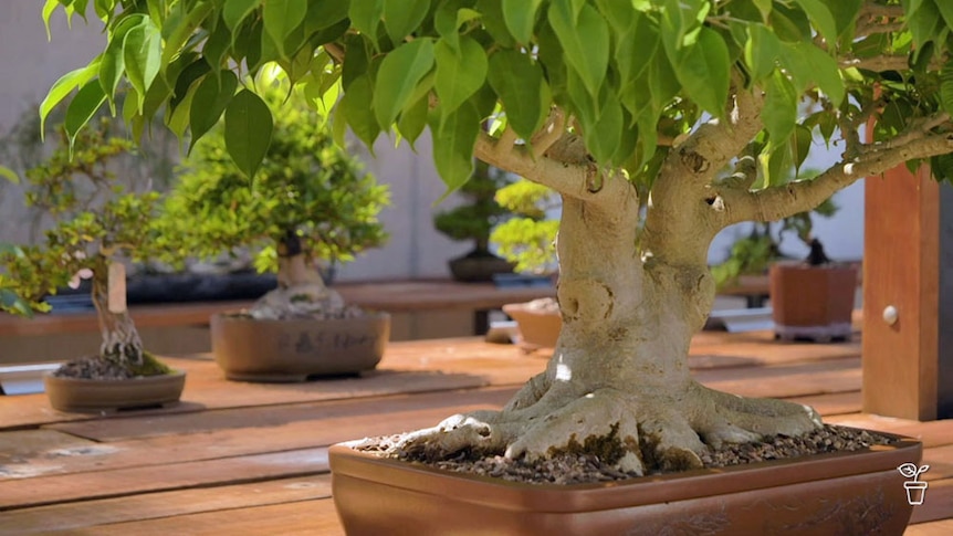 Mature bonsai trees exhibited on timber decking.