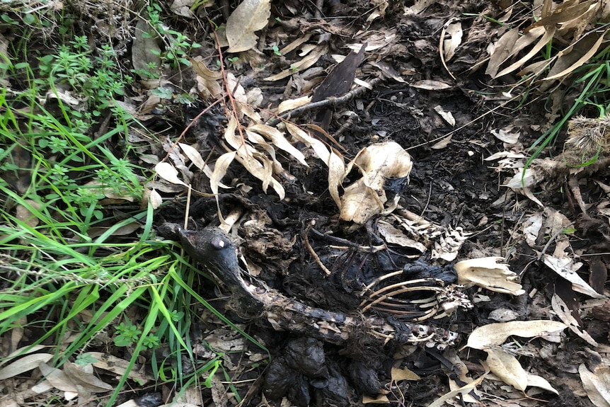 Badly decomposed koala remains lying on the floor of a plantation forest.