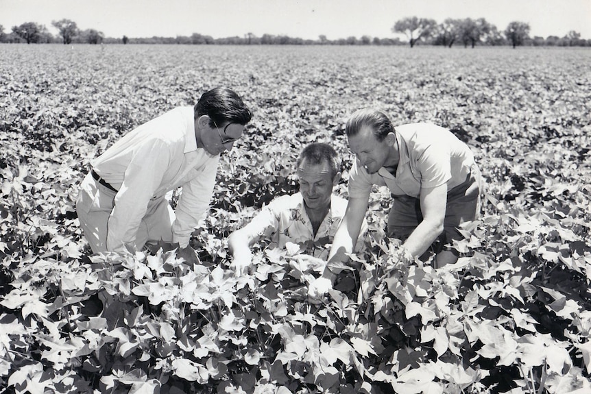 A black and white photo of three men looking at cotton plants.
