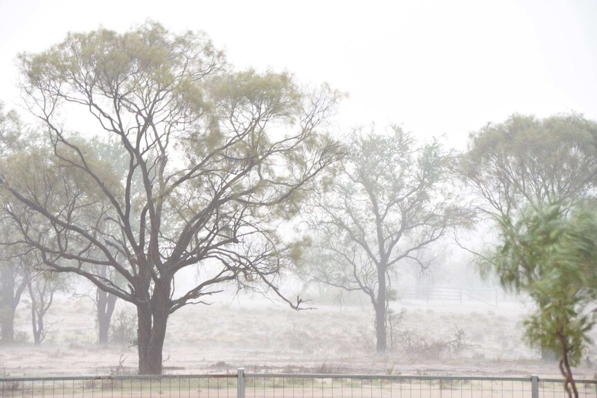 Rain falls through the trees on a station in western Queensland.