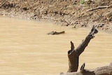 A freshwater crocodile, about 1.5 metres long, in an outback river system at Birdsville