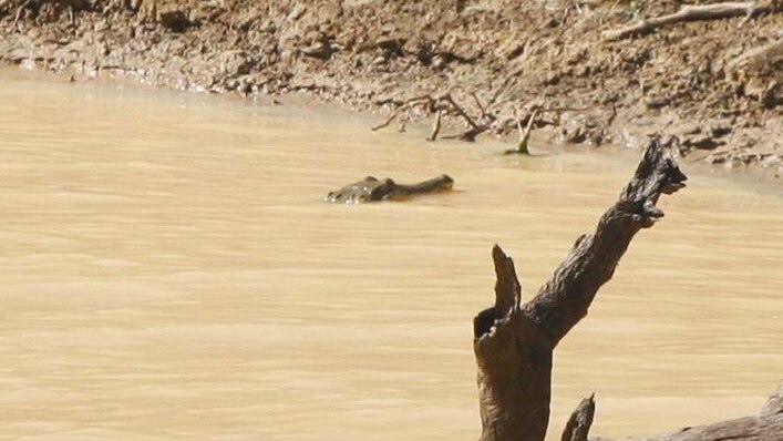 A freshwater crocodile, about 1.5 metres long, in an outback river system at Birdsville