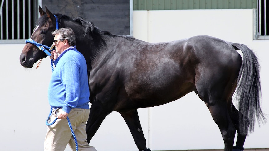 Cup hope Lucas Cranach arrives in Australia