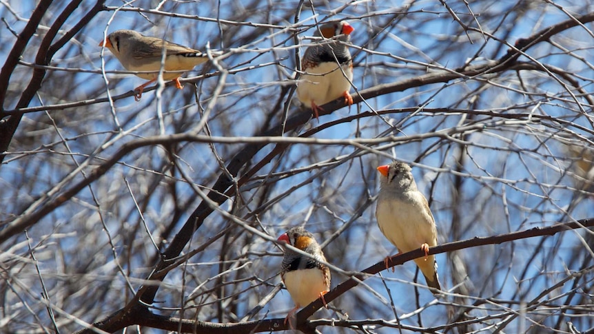 Finches at Naree
