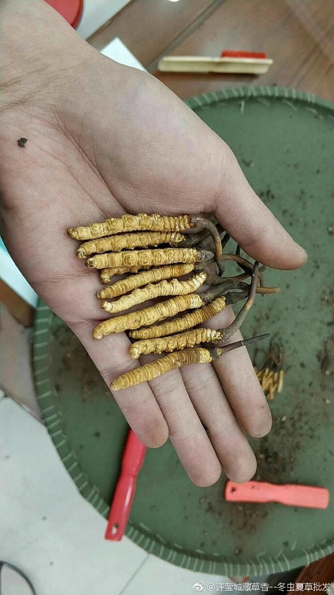 价比黄金的冬虫夏草成中国最新反腐丑闻主角 Abc News