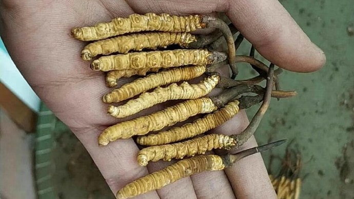 A handful of caterpillar with a long stick-like fungus growing from its head