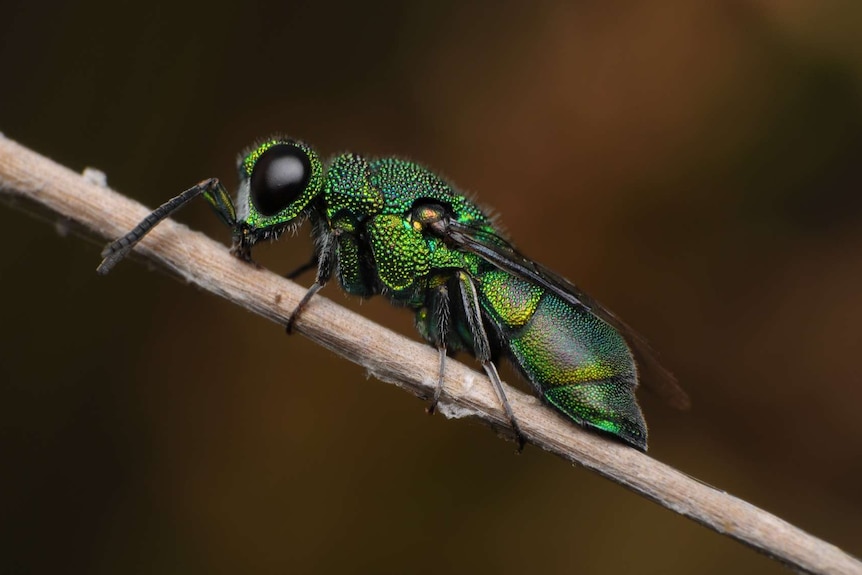 A bright green and blue wasp with big black eyes on a brown twig