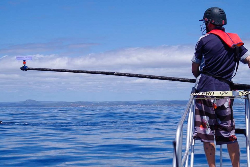 A six-metre carbon fibre pole helps researches collect information from the blow hole of whales