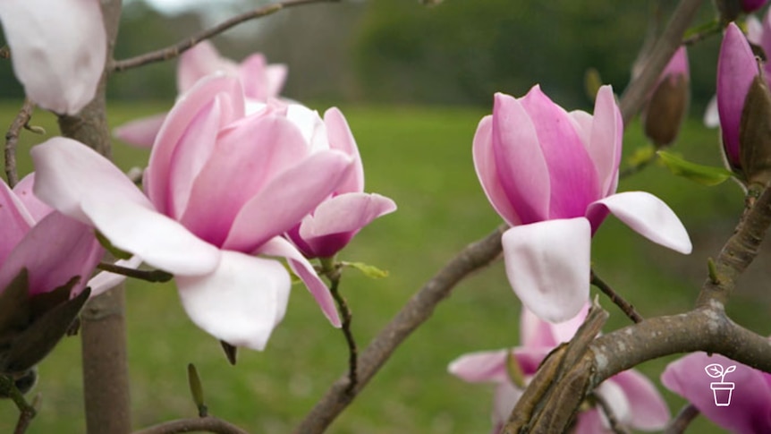 Close up of pink magnolia flowers on tree