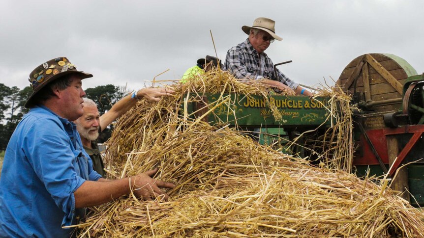 Three men demonstrate how to process oaten hay into chaff with a 1930s chaff cutter