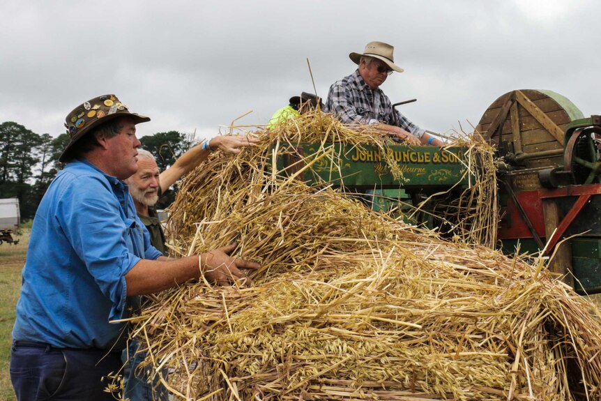 Three men demonstrate how to process oaten hay into chaff with a 1930s chaff cutter