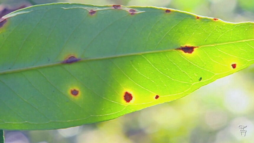 Tree Quarantine | Polyphagous Shot-Hole Borer (PSHB) - Gardening Australia