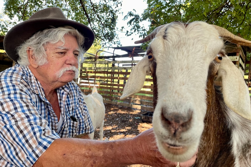 A grey haired man with a moustache crouches next to one of his goats
