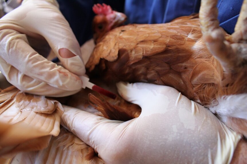 Someone with gloves on takes a blood sample from a brown chicken