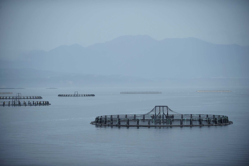 Petuna salmon farm